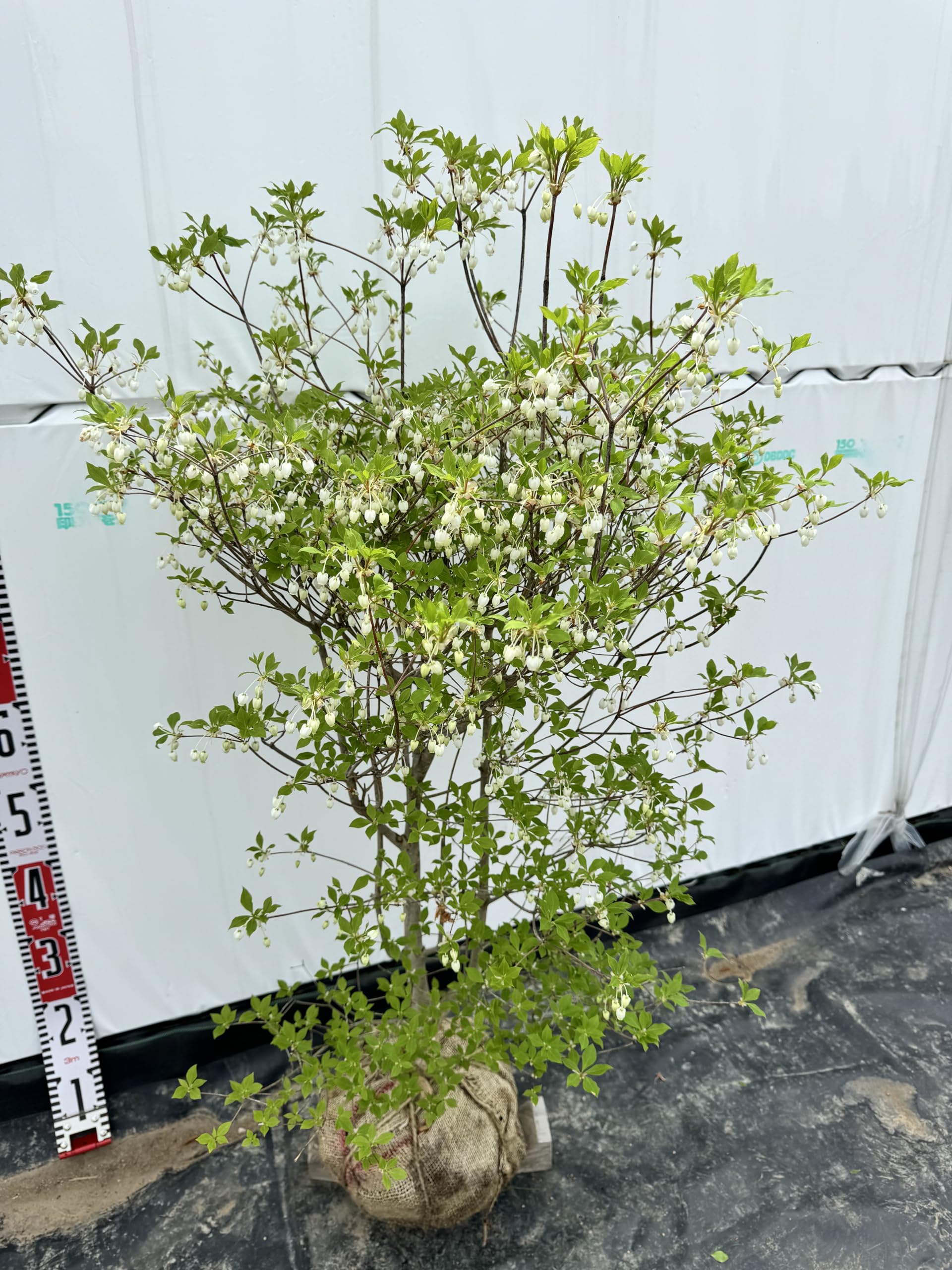 山で育てた ドウダンツツジ 白花/822 ドウダンツツジ 白いベル型の花が